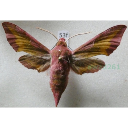 Deilephila porcellus (Linnaeus, 1758) Zmrocznik pazik Czech53f